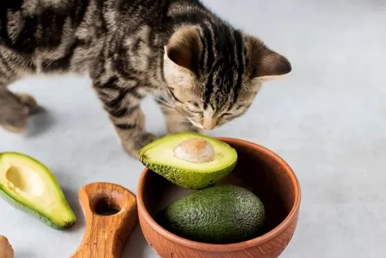 Avocados: Yes, They're Technically a Fruit