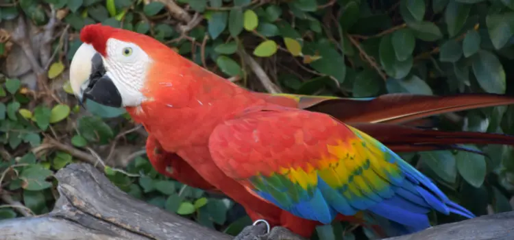 Can Birds Be Service Animals