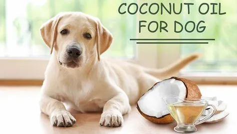 Coconut Oil: Dental Treats Inspired by Nature