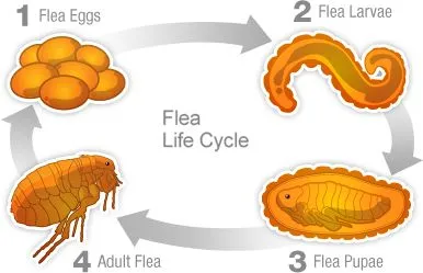 Flea Life Cycle