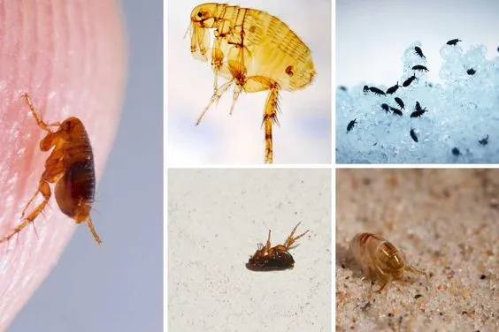 What Do Fleas Look Like?