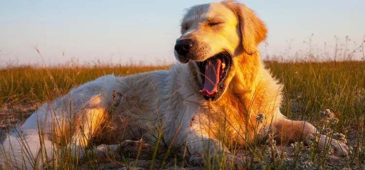 6 Effective Ways to Naturally Freshen Your Dog’s Breath