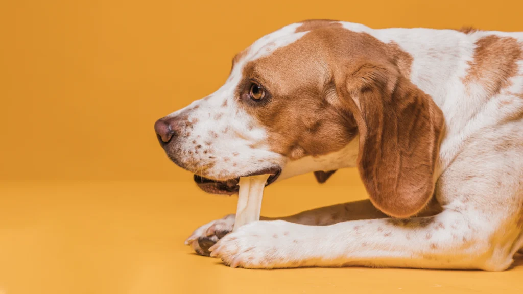 Bones: Nature's Dental Treats