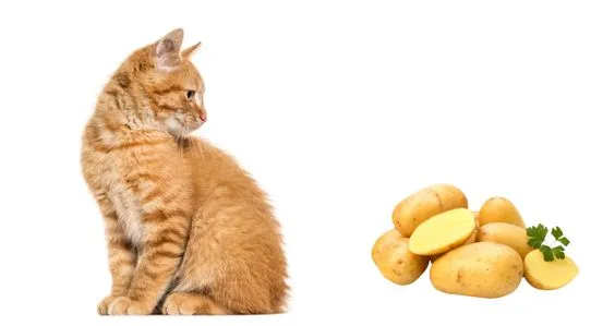 Raw Potatoes For Cats