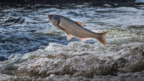  The Unusual Show by Asian Carp