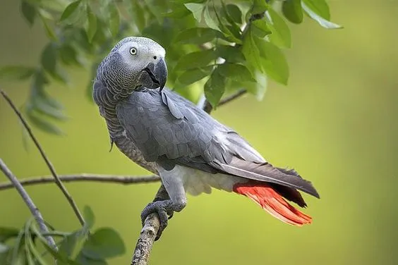 The Empathetic African Grey Parrot