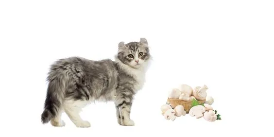 Wild Mushrooms For Cats