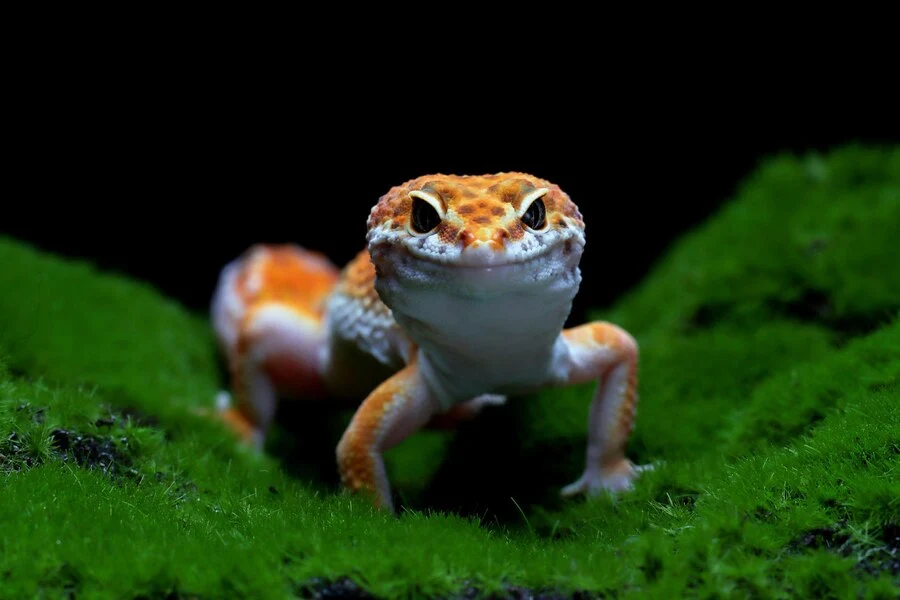 African Dwarf Frogs