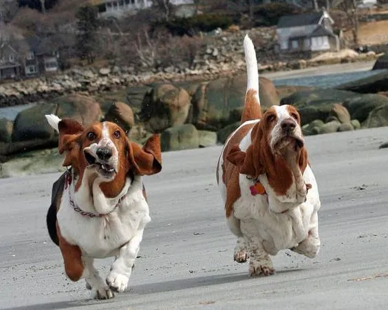 Basset Hound