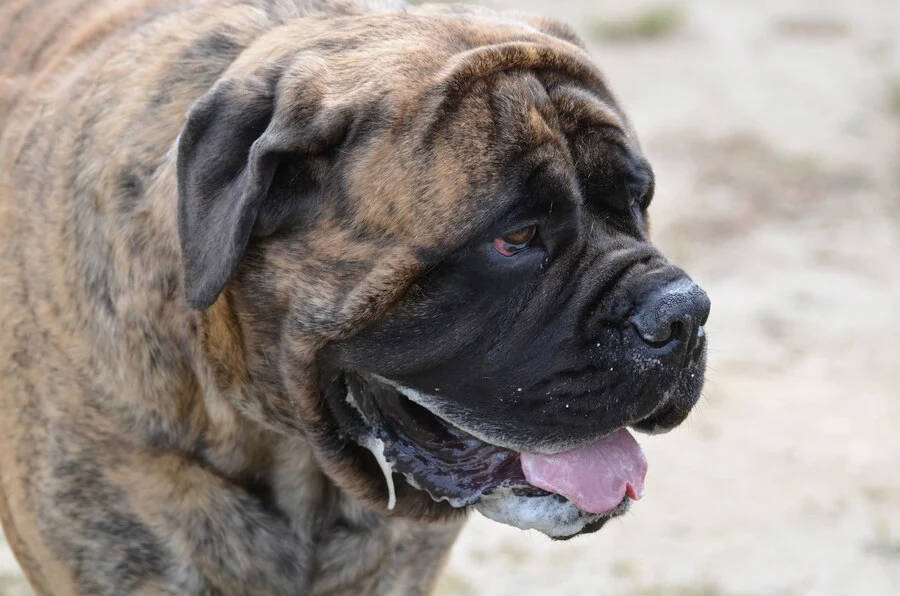 Bullmastiff