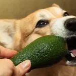 Can Dogs Eat Avocado