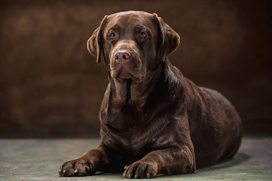 Dogue De Bordeaux