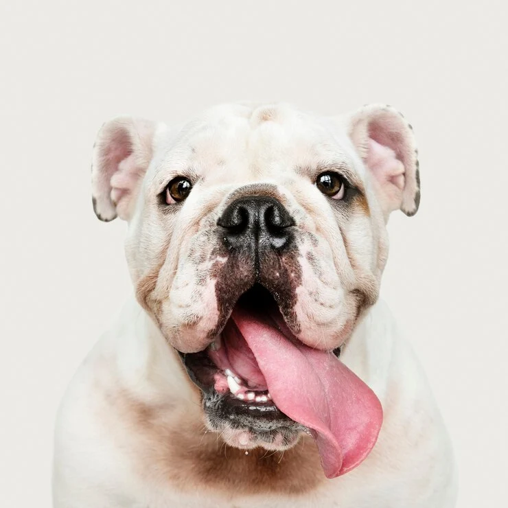 English Bulldog