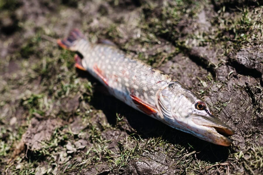 Kuhli Loaches