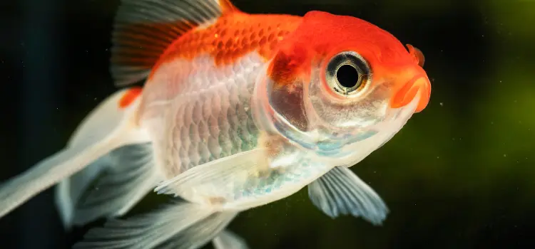 Managing Fish Stress