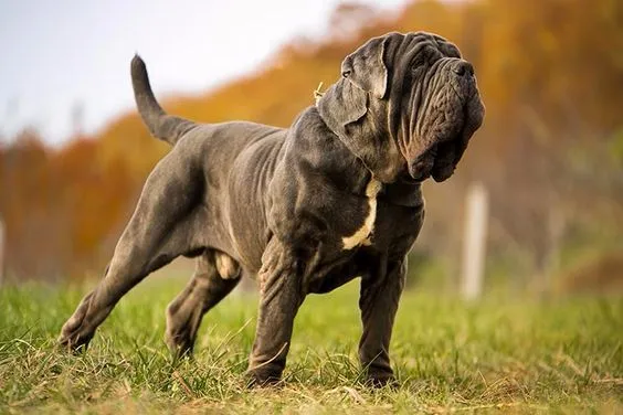 Neapolitan Mastiff