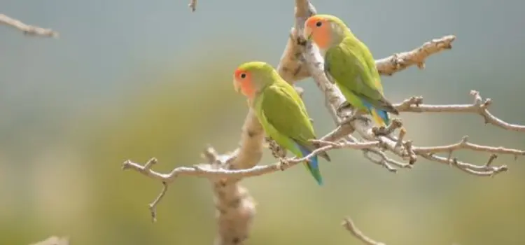 Peach-Faced Lovebirds