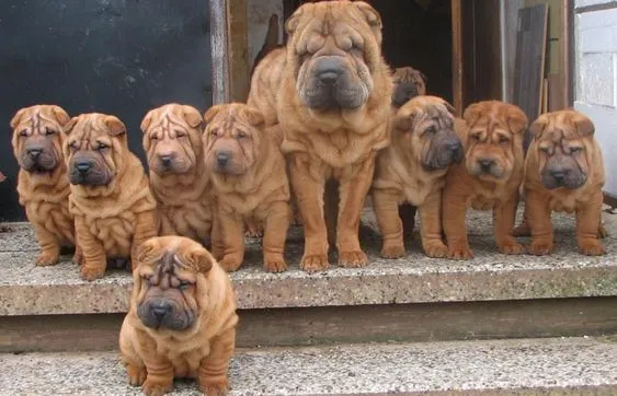 Shar-Pei