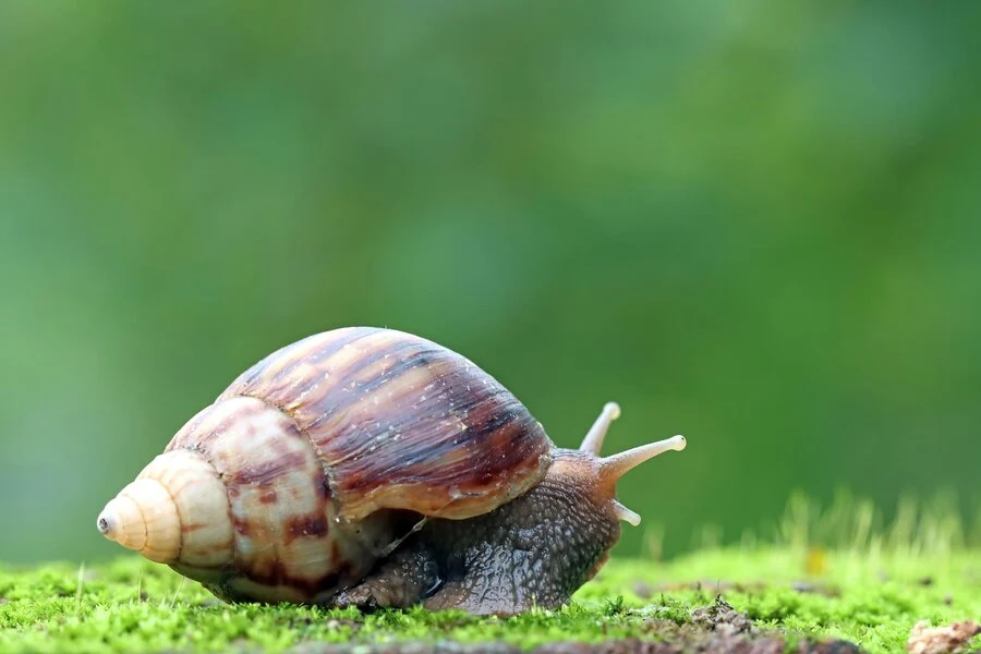 Snails
