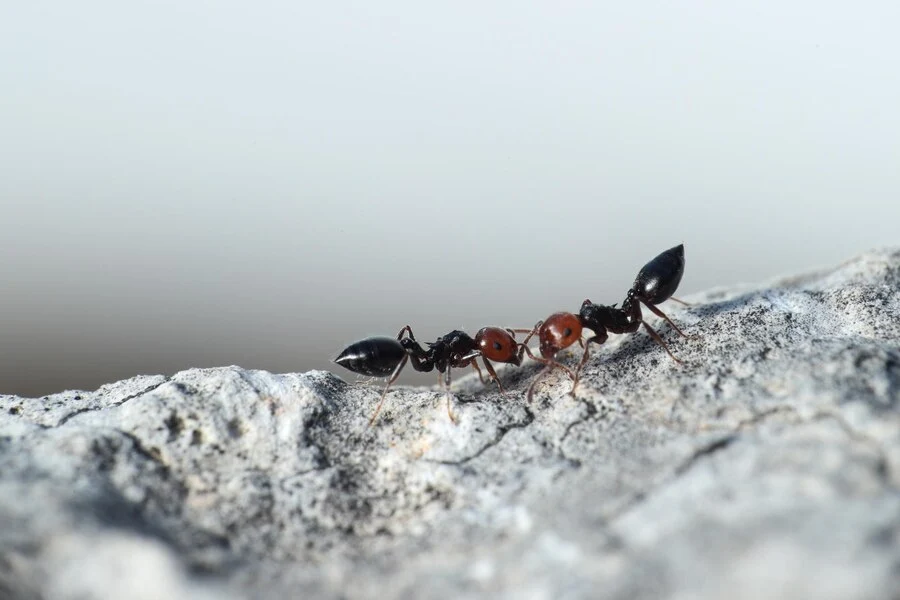 Thief Ants