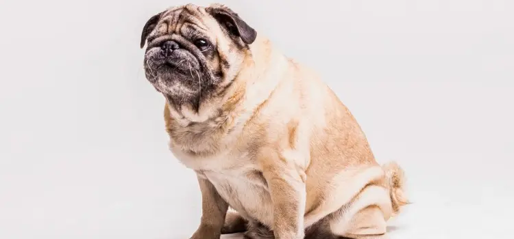 Top Wrinkly Dog Breeds