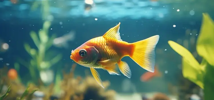 Treating Popeye in Aquarium Fish