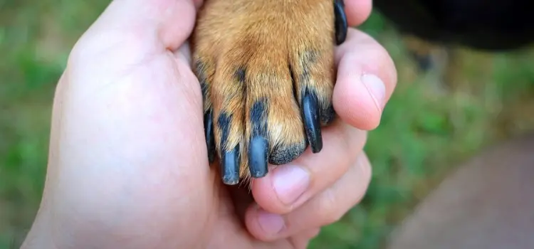 Trimming Your Dog’s Nails
